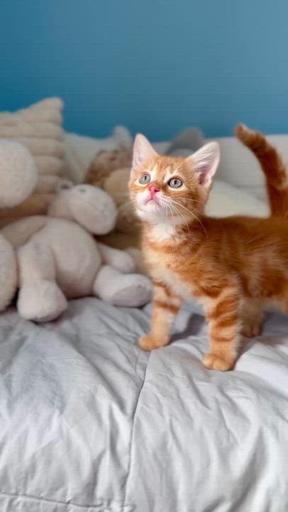 Enlarge Ember , a ADOPTABLE Domestic Short Hair in Ramsey, NJ video 4/6