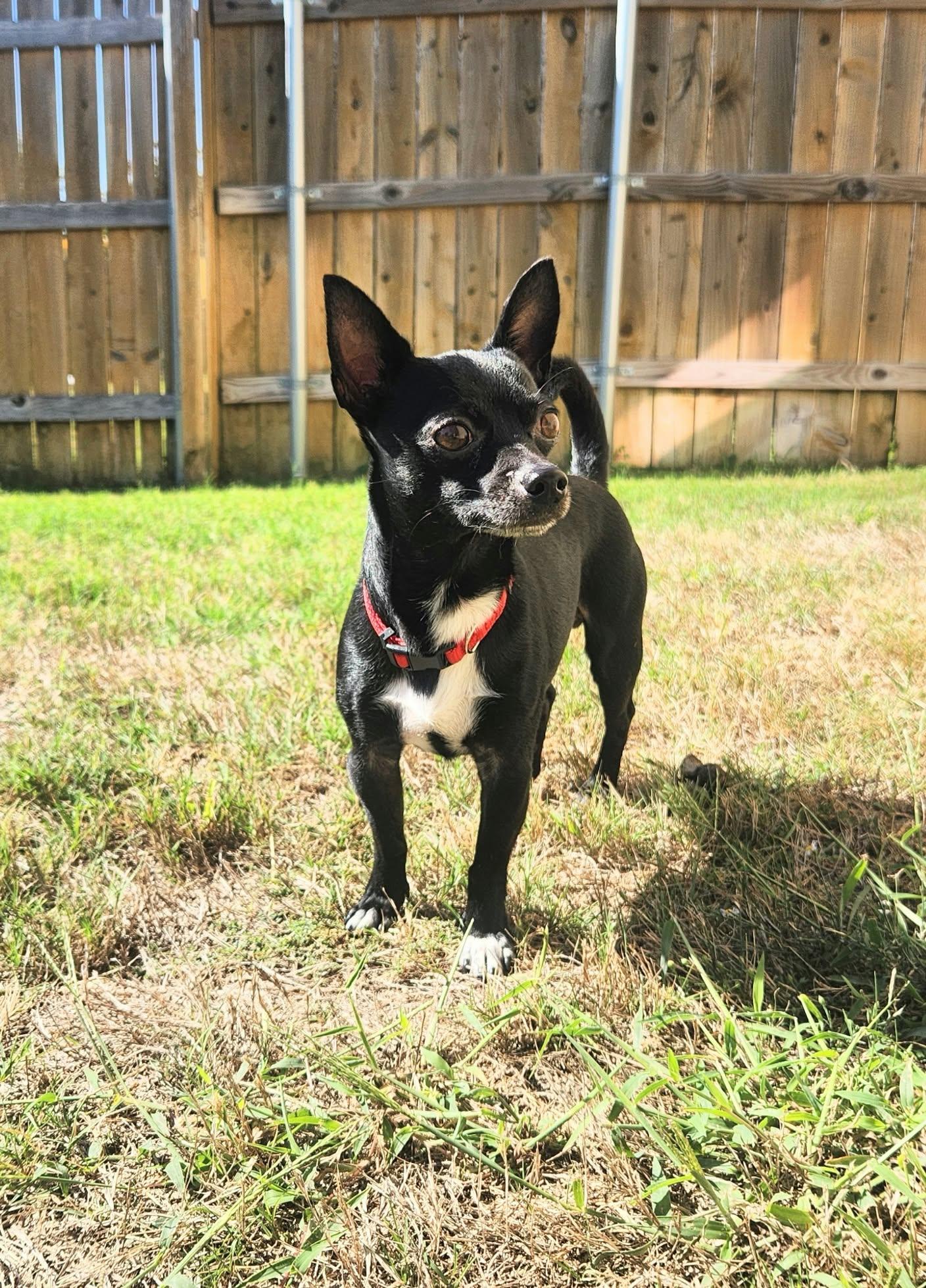 Enlarge Willy, a Adoptable mixed breed in Temple, TX image 2/3