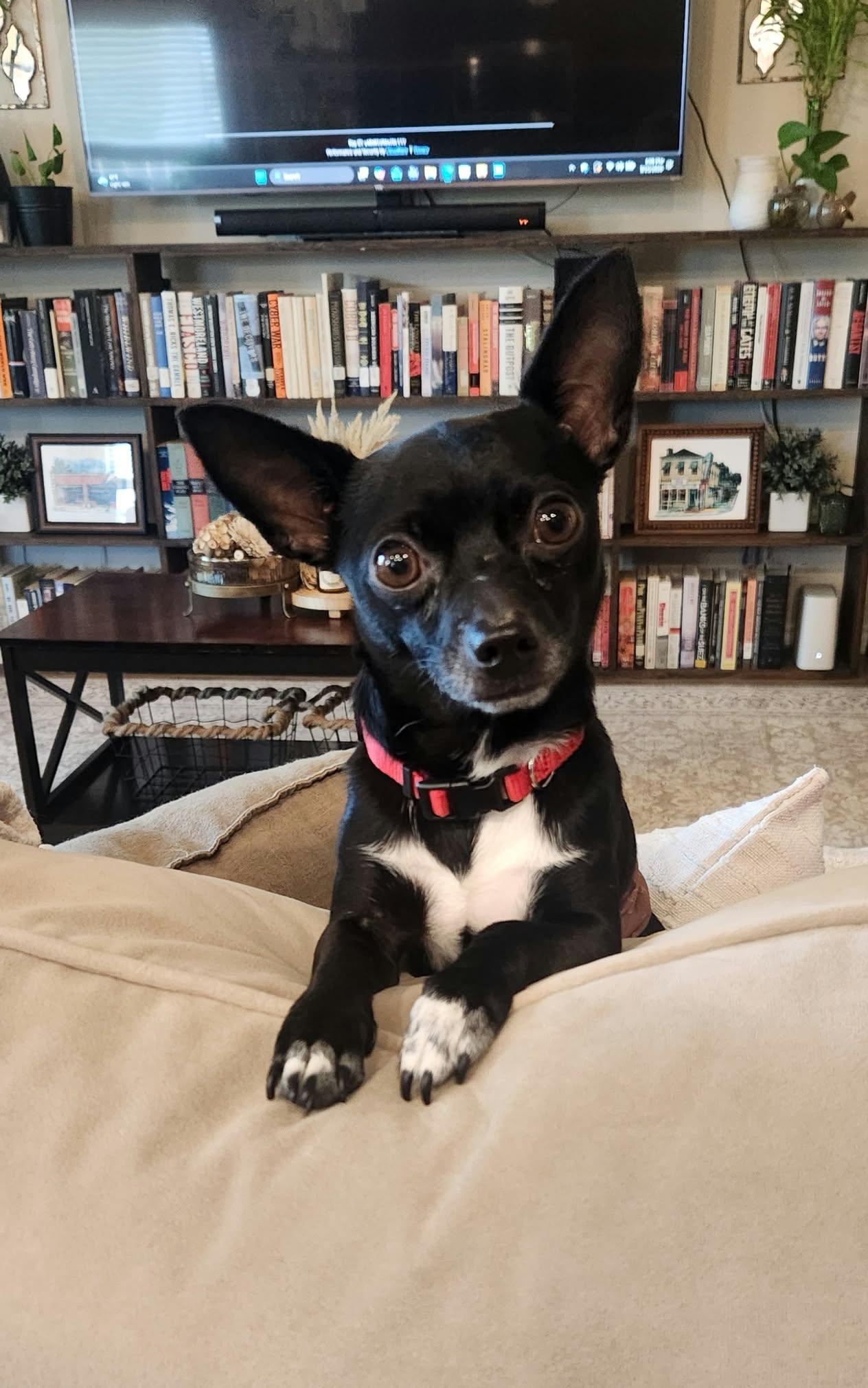 Willy, Adoptable, Adult Male Chihuahua.