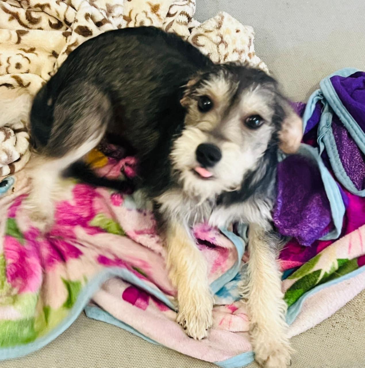 Enlarge Mokka, an adopted mixed breed in Carlsbad, CA image 2/5