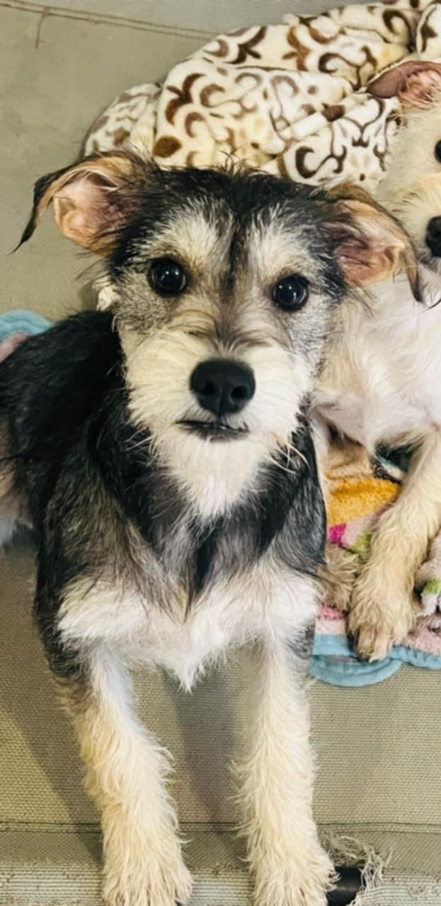 Enlarge Mokka, an adopted mixed breed in Carlsbad, CA image 4/5