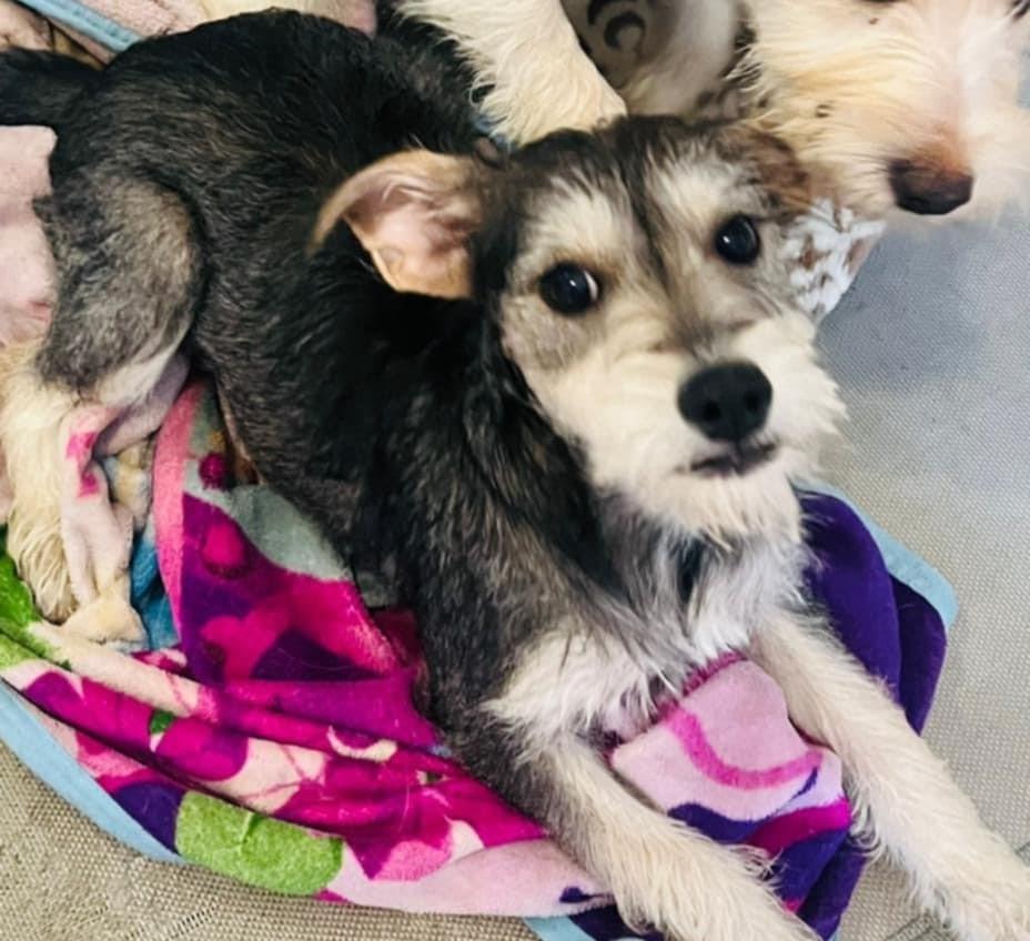 Enlarge Mokka, an adopted mixed breed in Carlsbad, CA image 5/5