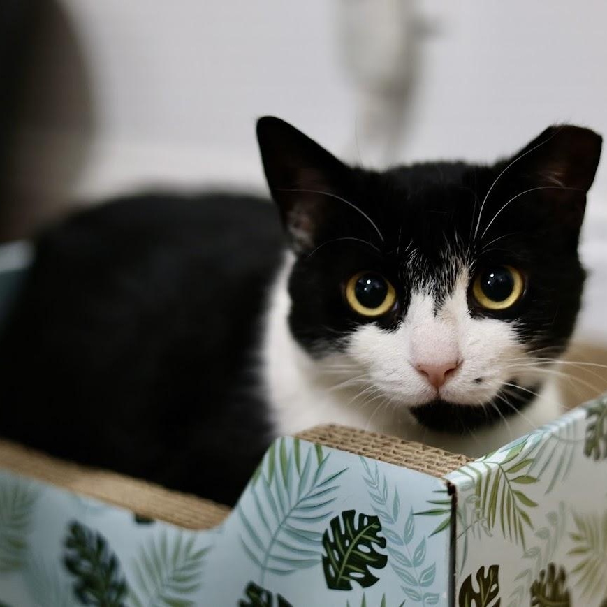 Enlarge Shirley, a Adoptable American Shorthair in brooklyn, NY image 2/6