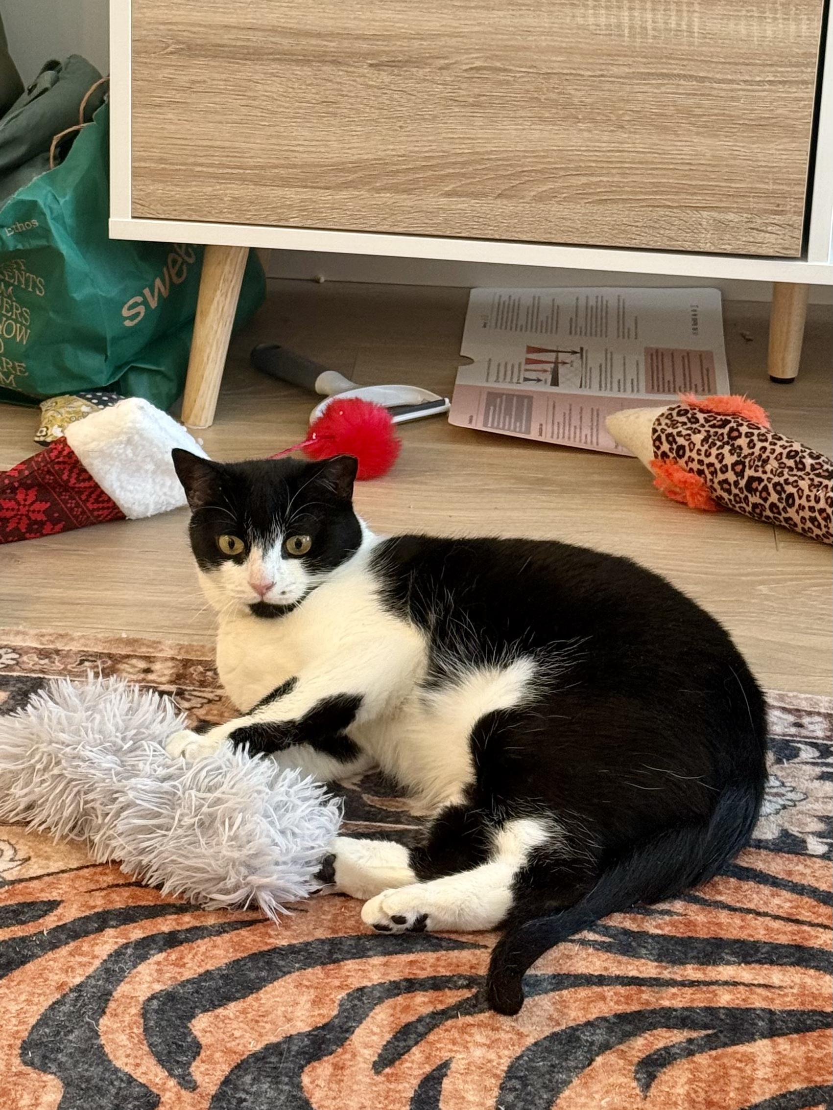 Shirley, a Adoptable American Shorthair in brooklyn, NY image 5/6