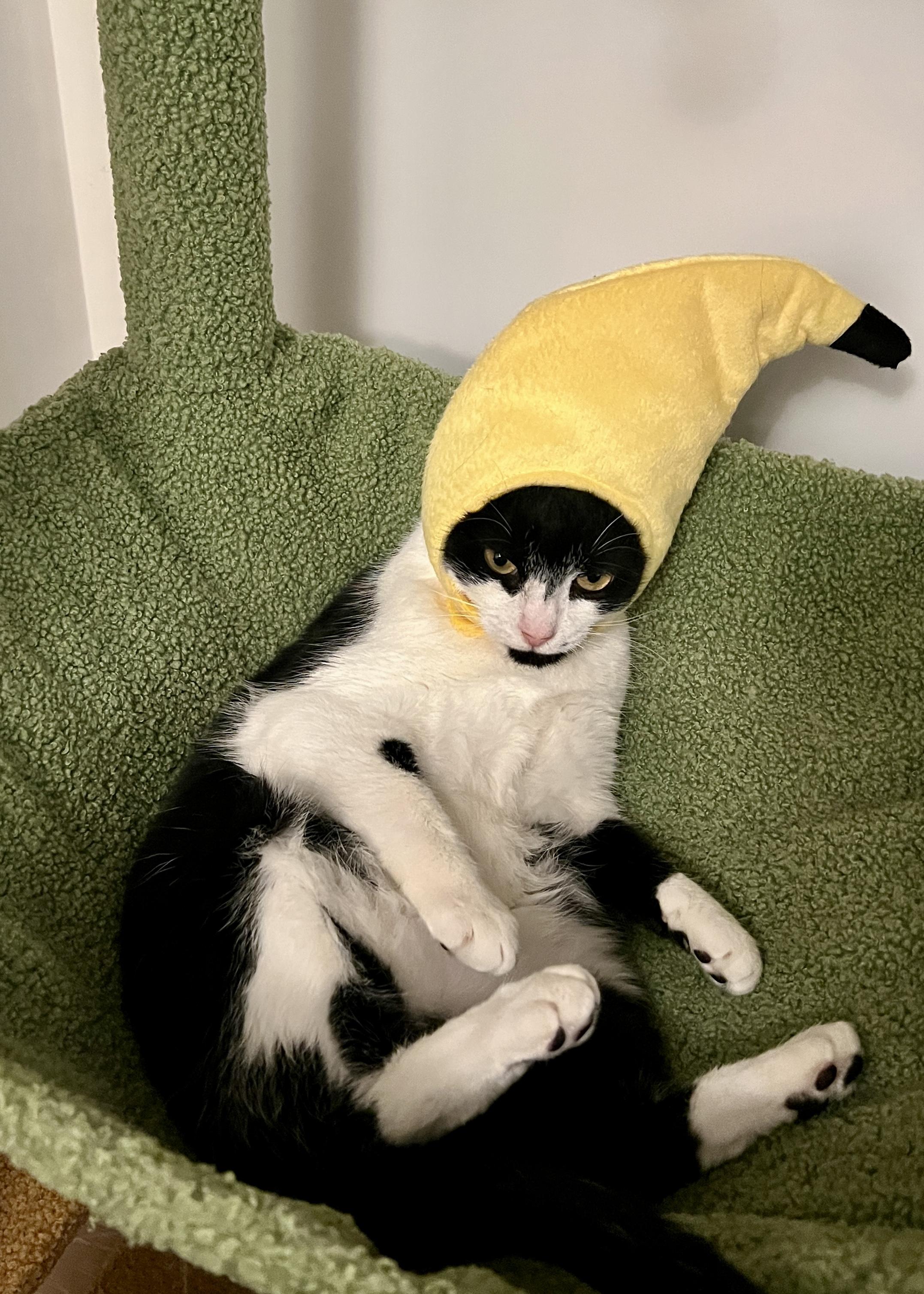 Shirley, a Adoptable American Shorthair in brooklyn, NY image 3/6