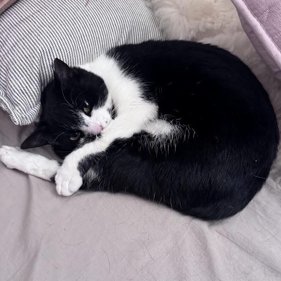 Enlarge Shirley, a Adoptable American Shorthair in brooklyn, NY image 3/6