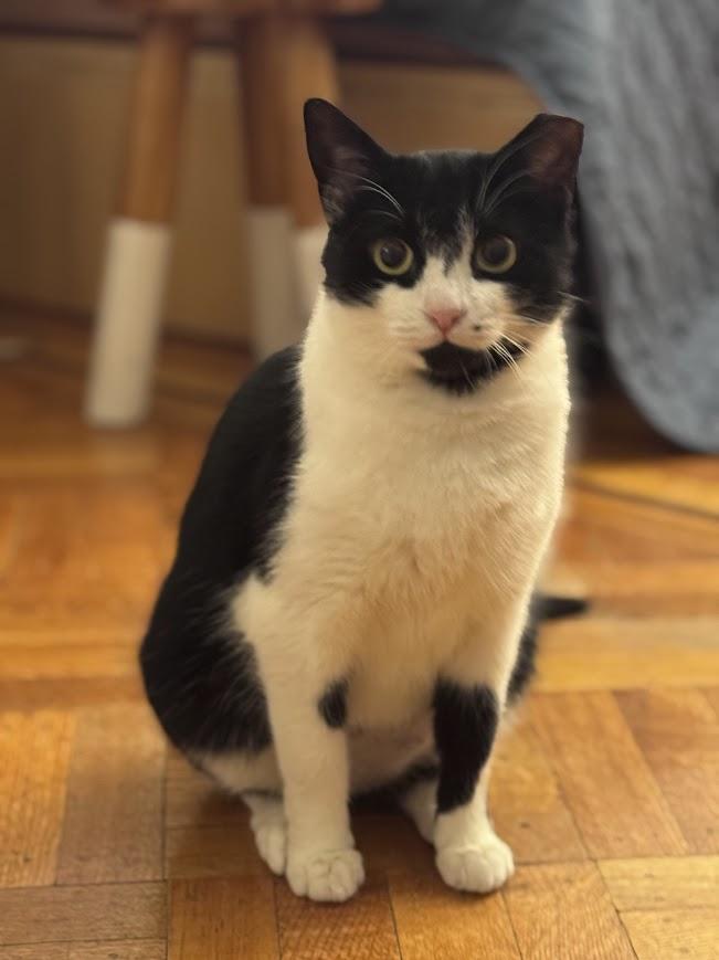Enlarge Shirley, a Adoptable American Shorthair in brooklyn, NY image 5/6