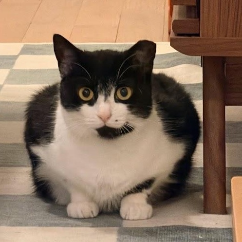 Shirley, Adoptable, Young Female American Shorthair.