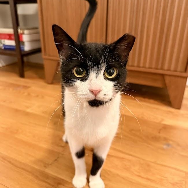 Enlarge Shirley, a Adoptable American Shorthair in brooklyn, NY image 4/6