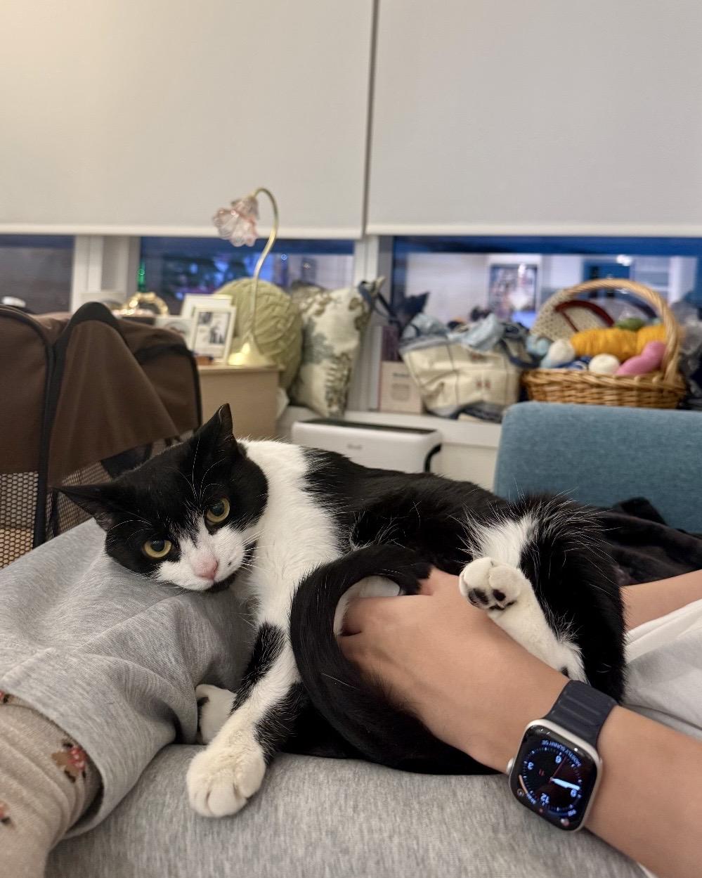 Shirley, a Adoptable American Shorthair in brooklyn, NY image 2/6