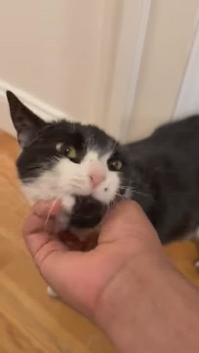 Enlarge Shirley, a Adoptable American Shorthair in brooklyn, NY video 6/6
