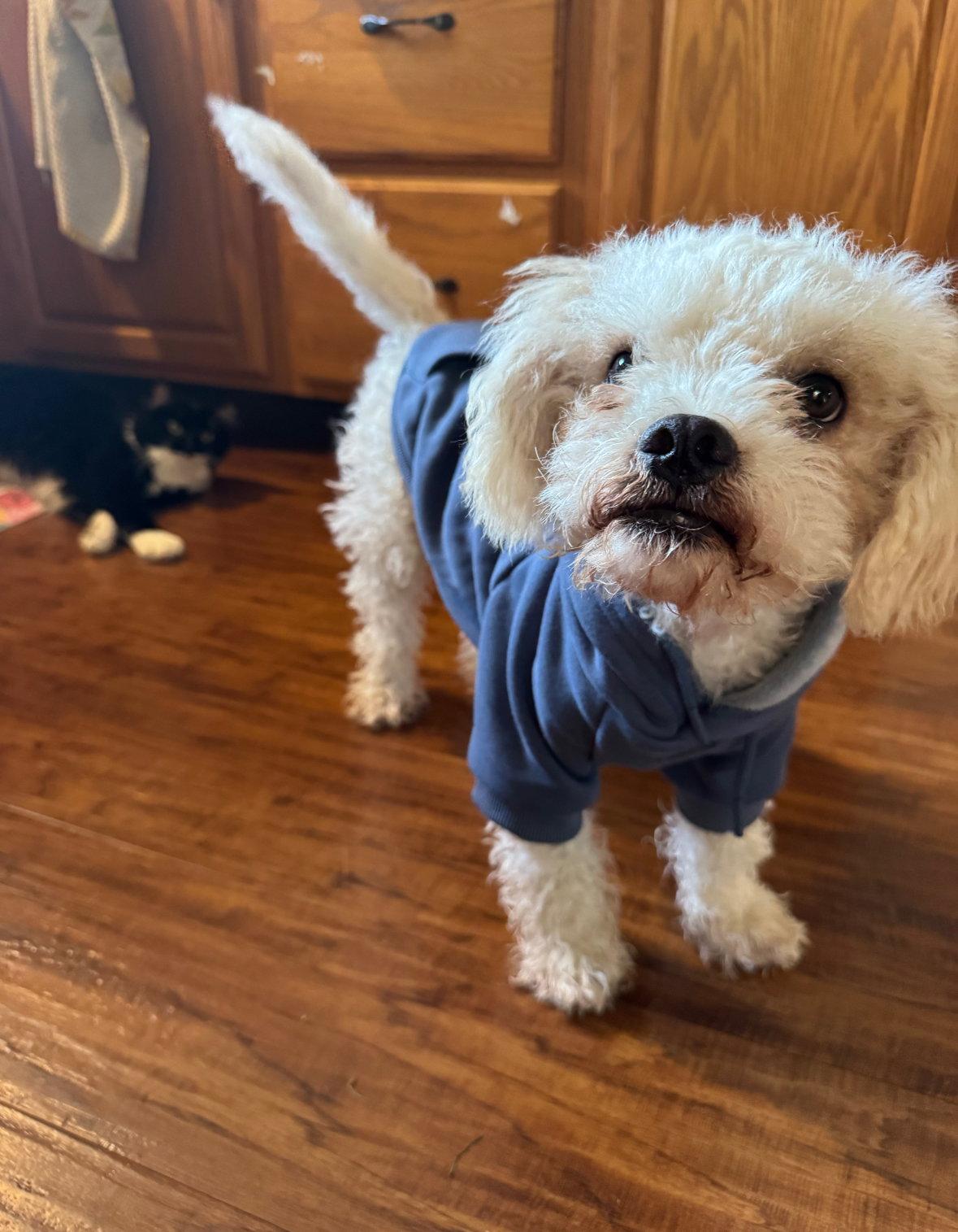 Enlarge Cotton, a Adoptable Poodle in Grafton, WI image 1/3