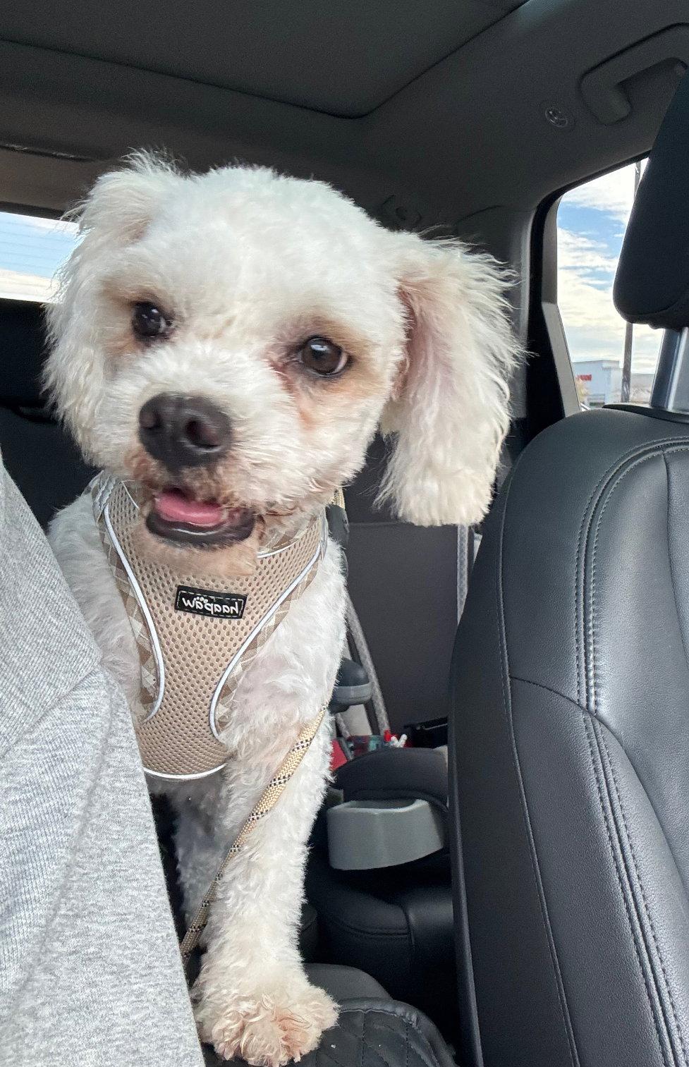 Enlarge Cotton, a Adoptable Poodle in Grafton, WI image 2/3