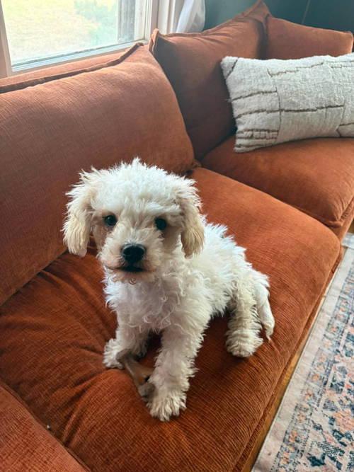 Enlarge Cotton, a Adoptable Poodle in Grafton, WI image 3/3