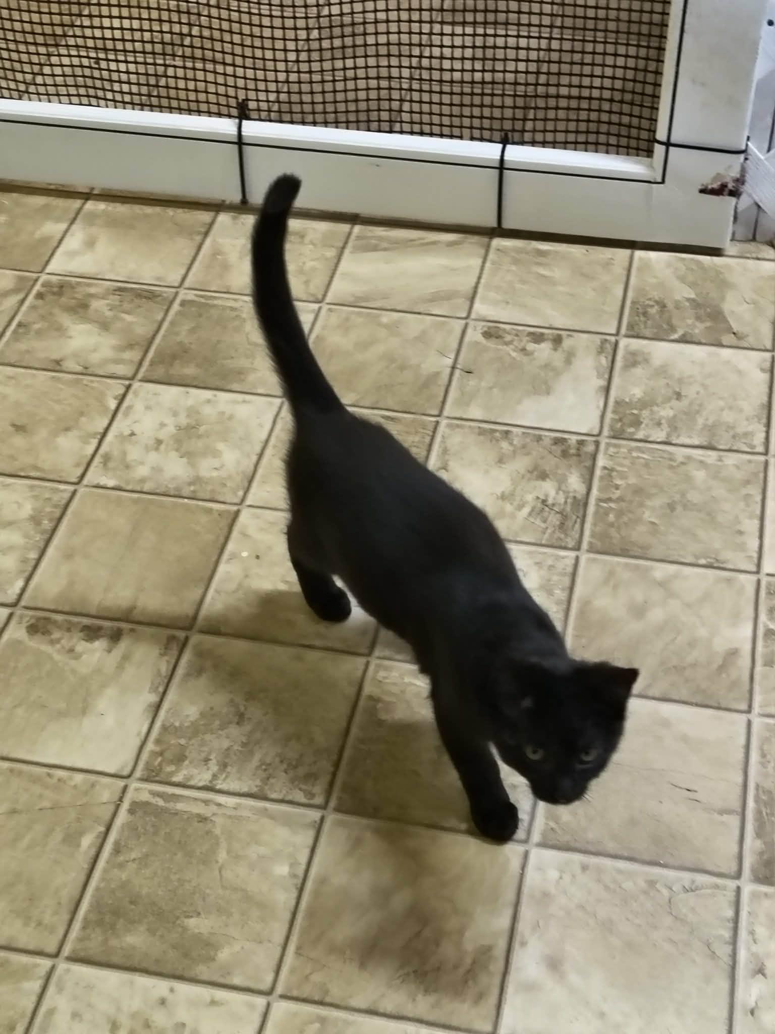 Pearl, Adoptable, Young Female Domestic Short Hair.