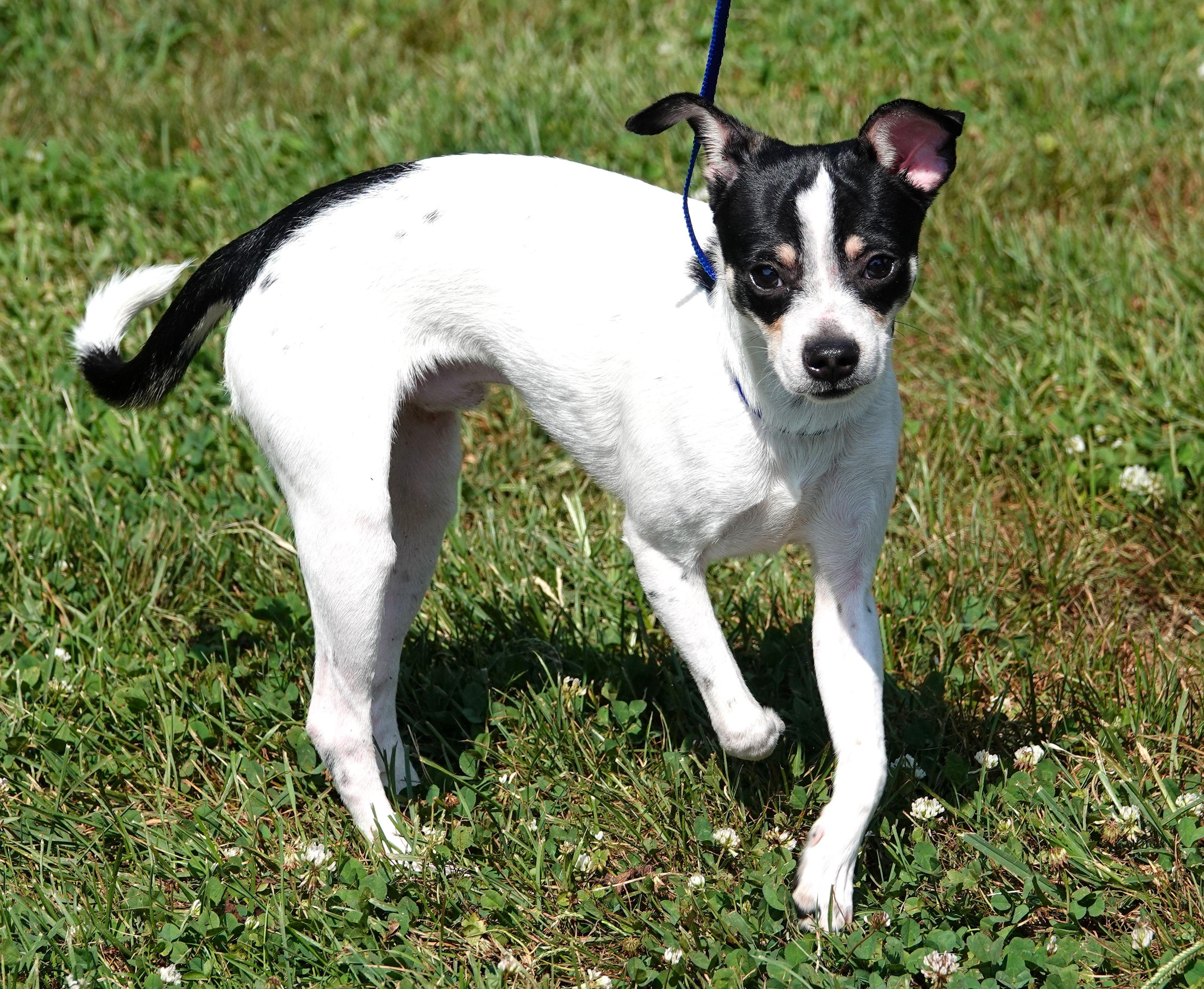 Enlarge Cooper - ADOPTED, a Adopted mixed breed in Millfield, OH image 3/4