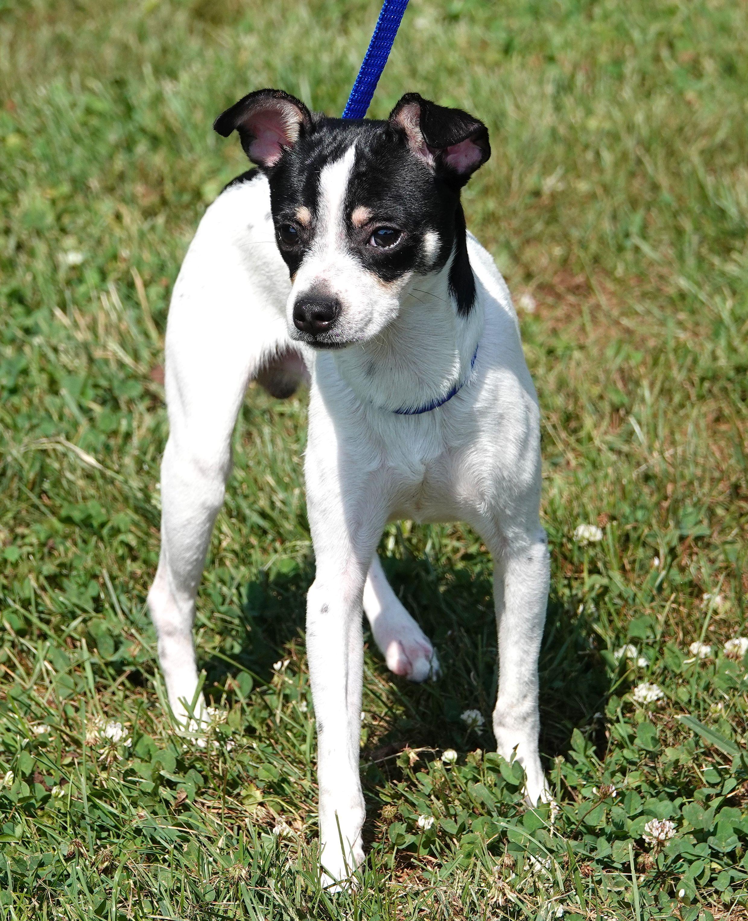 Enlarge Cooper - ADOPTED, a Adopted mixed breed in Millfield, OH image 4/4
