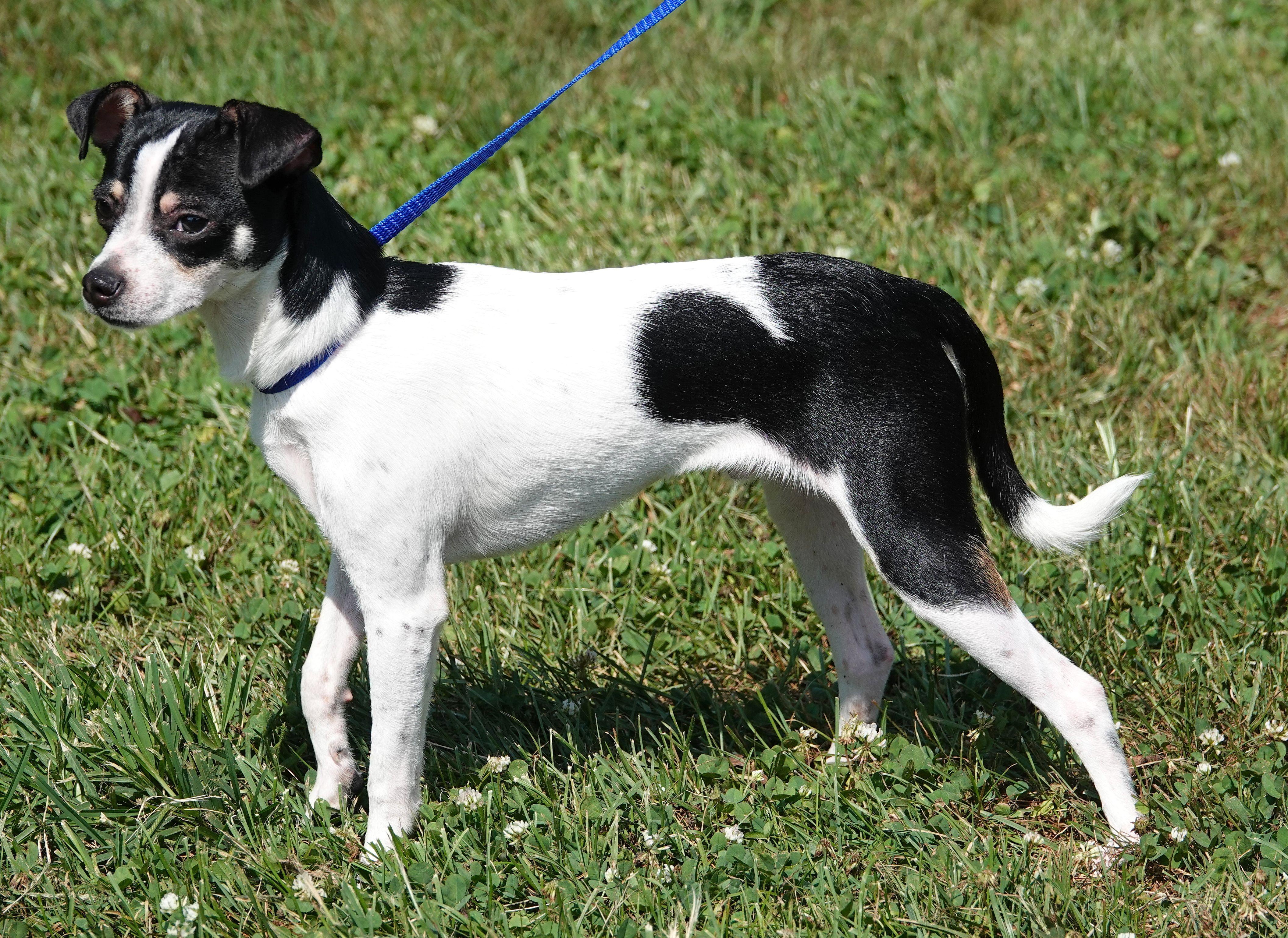 Enlarge Cooper - ADOPTED, a Adopted mixed breed in Millfield, OH image 2/4