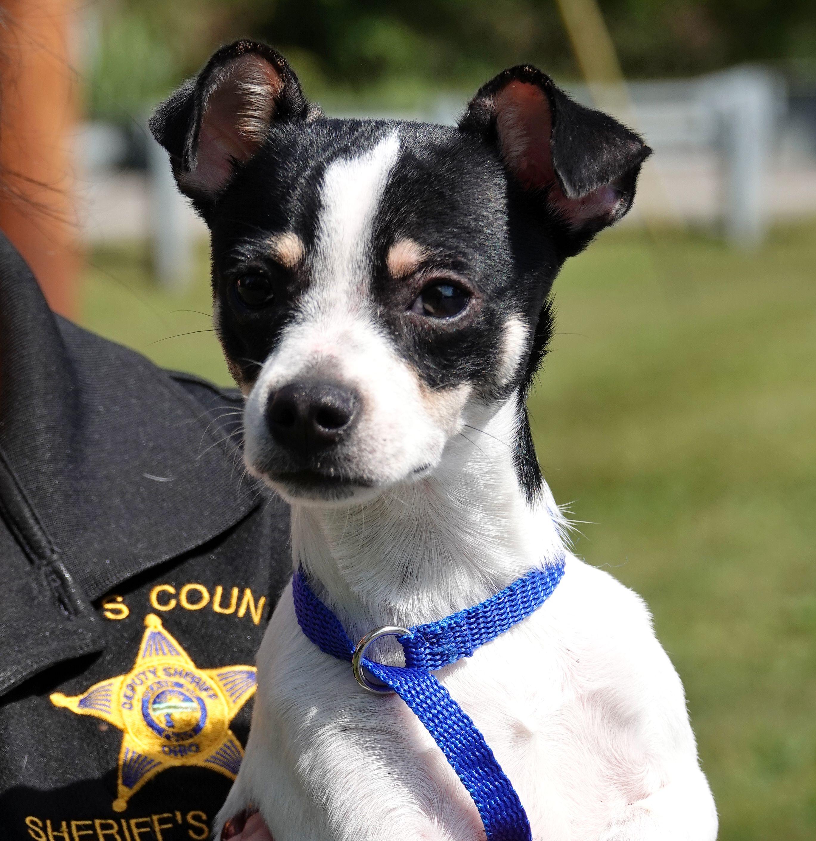 Enlarge Cooper - ADOPTED, a Adopted mixed breed in Millfield, OH image 1/4