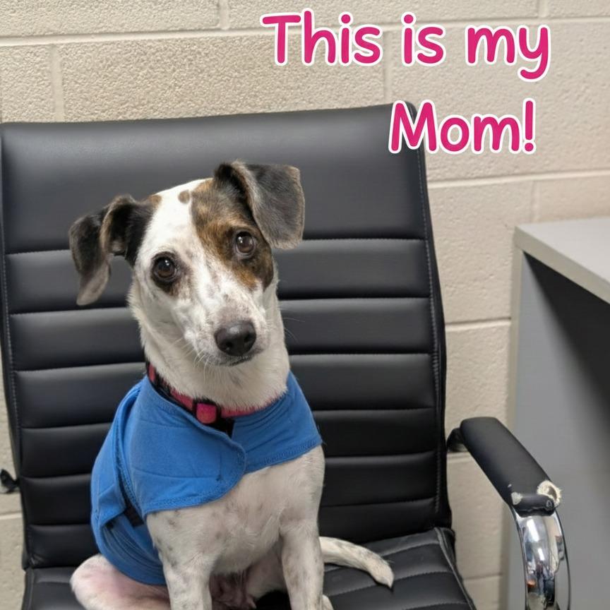 Grand, Adoptable, Puppy Male Mixed Breed.