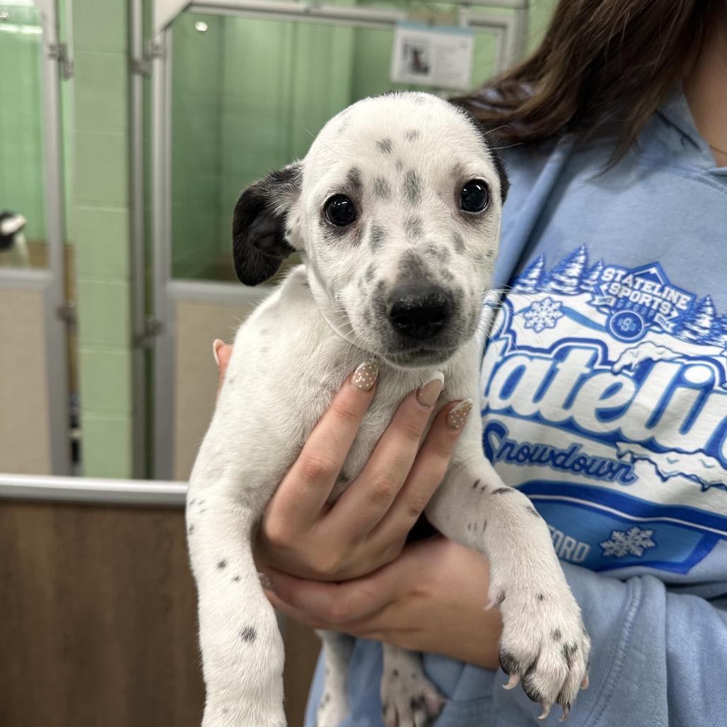 Enlarge Grand, a Adoptable Mixed Breed in DeKalb, IL image 2/2