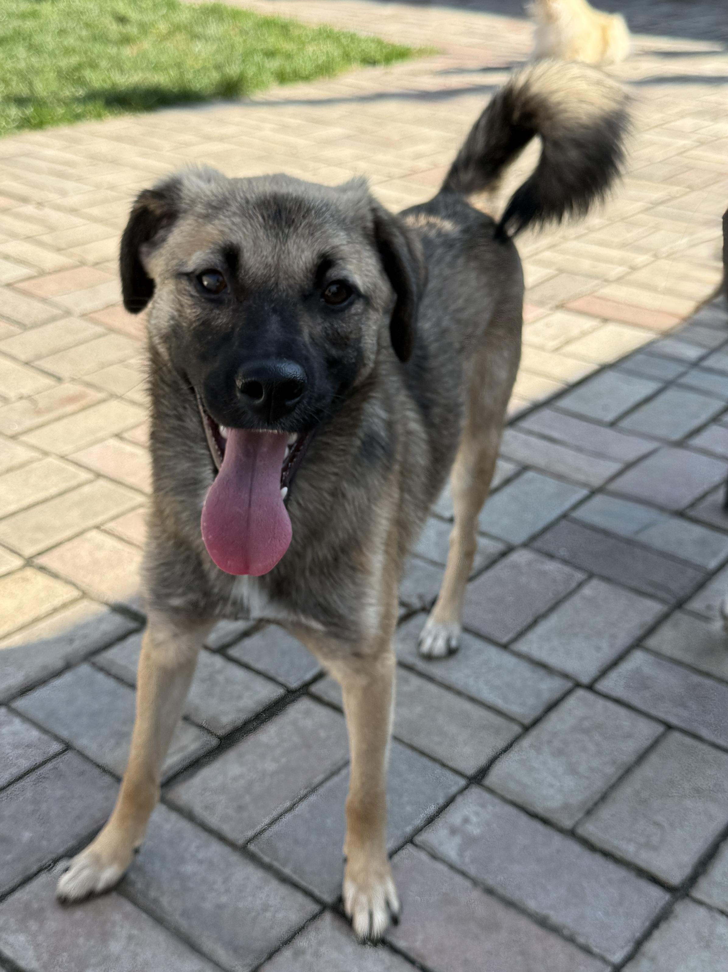 Enlarge Luca, a Adoptable Mixed Breed in Markham, ON image 5/5