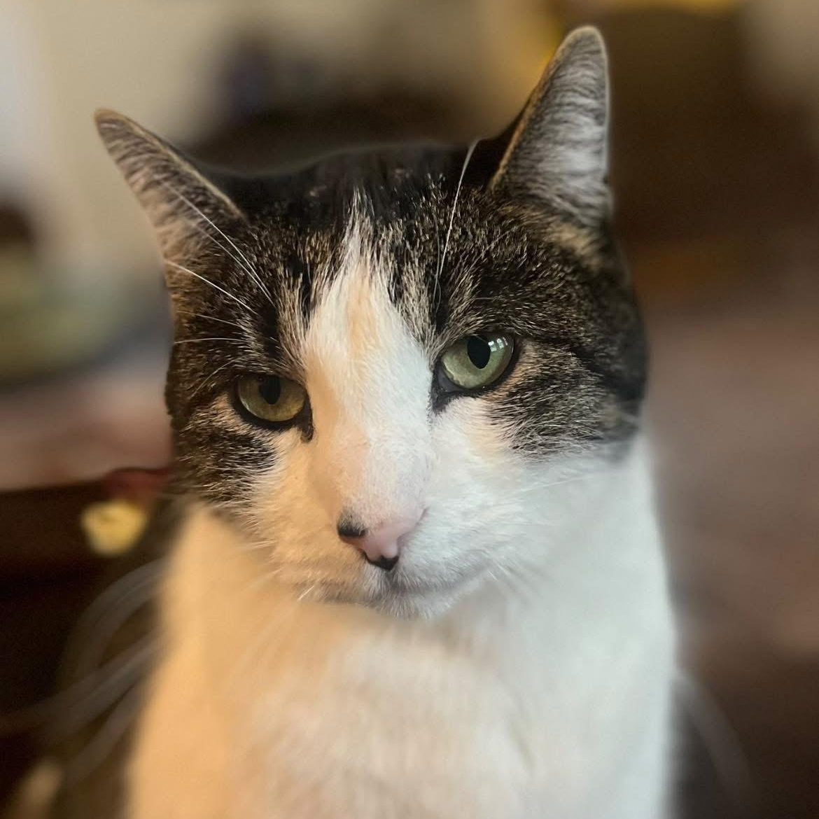 Thor, Adoptable, Adult Male Domestic Short Hair.