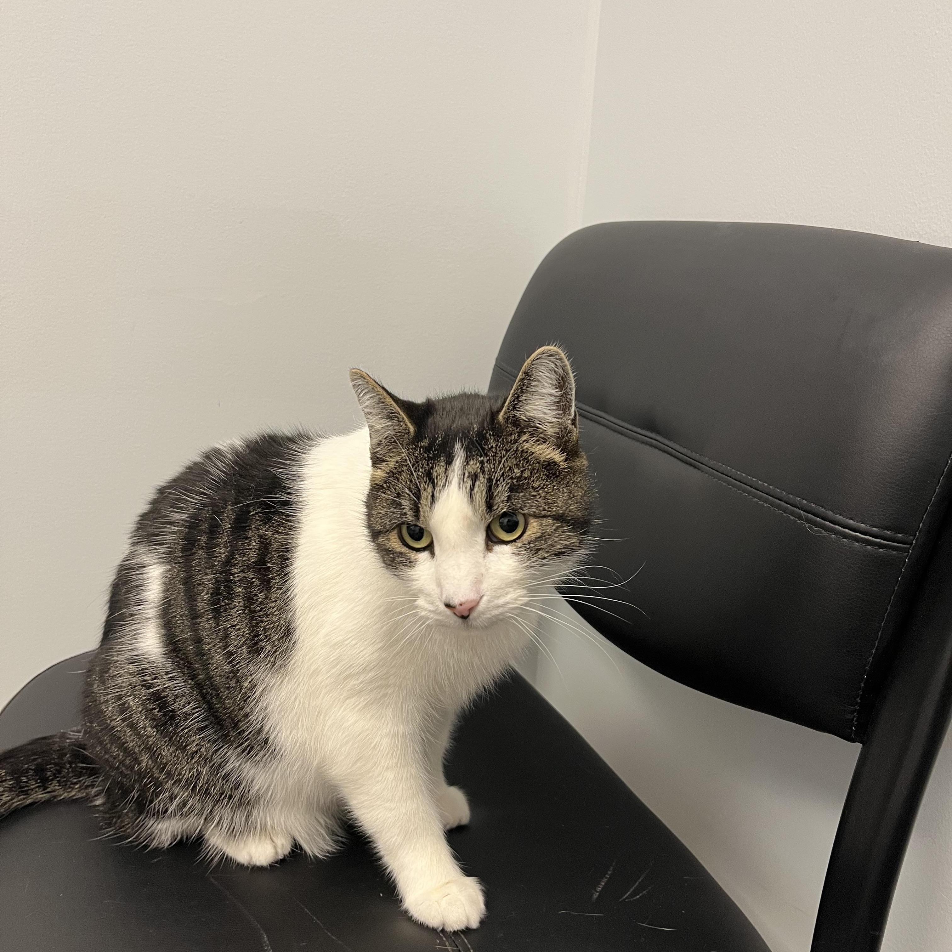 Thor, a Adoptable Domestic Short Hair in The dalles, OR image 2/5