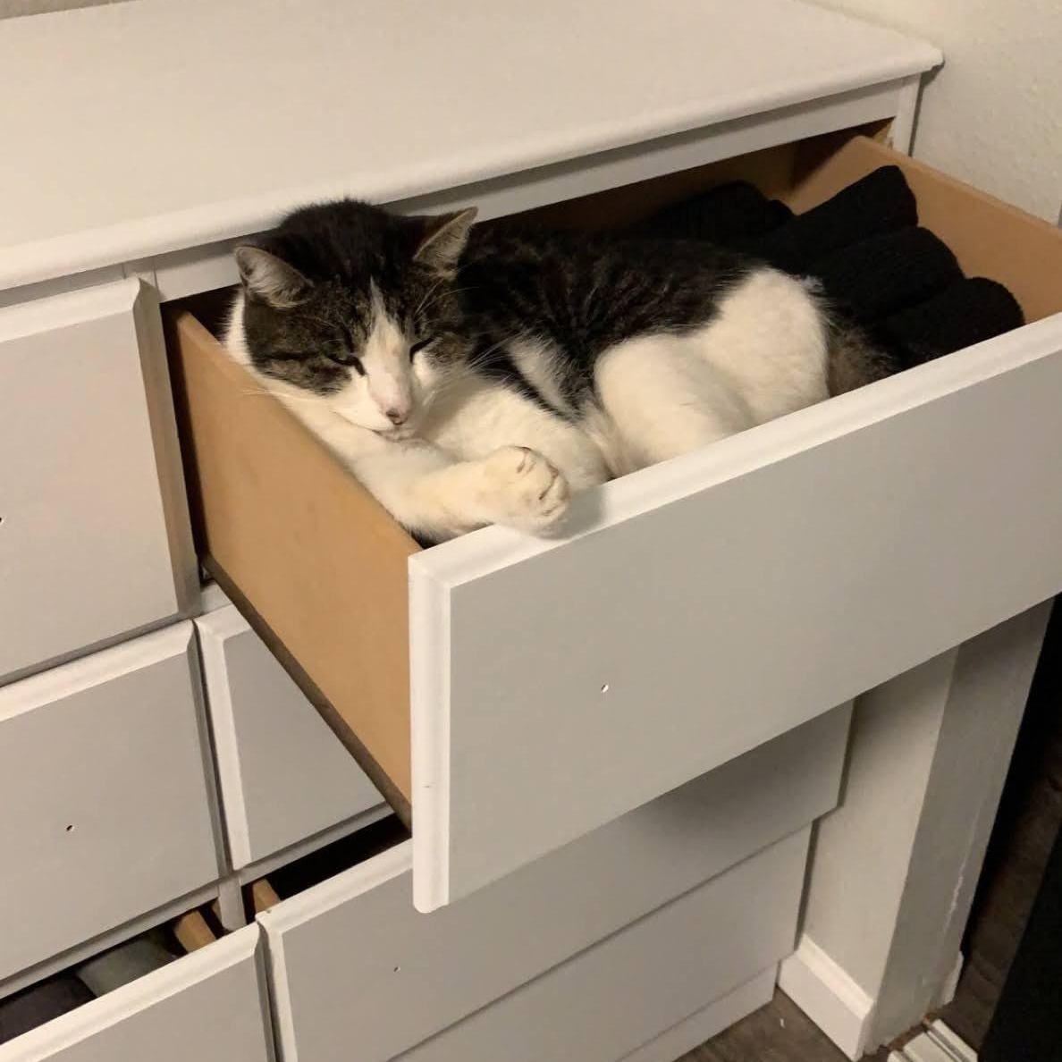 Thor, a Adoptable Domestic Short Hair in The dalles, OR image 3/5