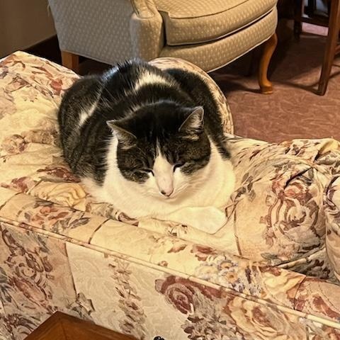 Thor, a Adoptable Domestic Short Hair in The dalles, OR image 4/5