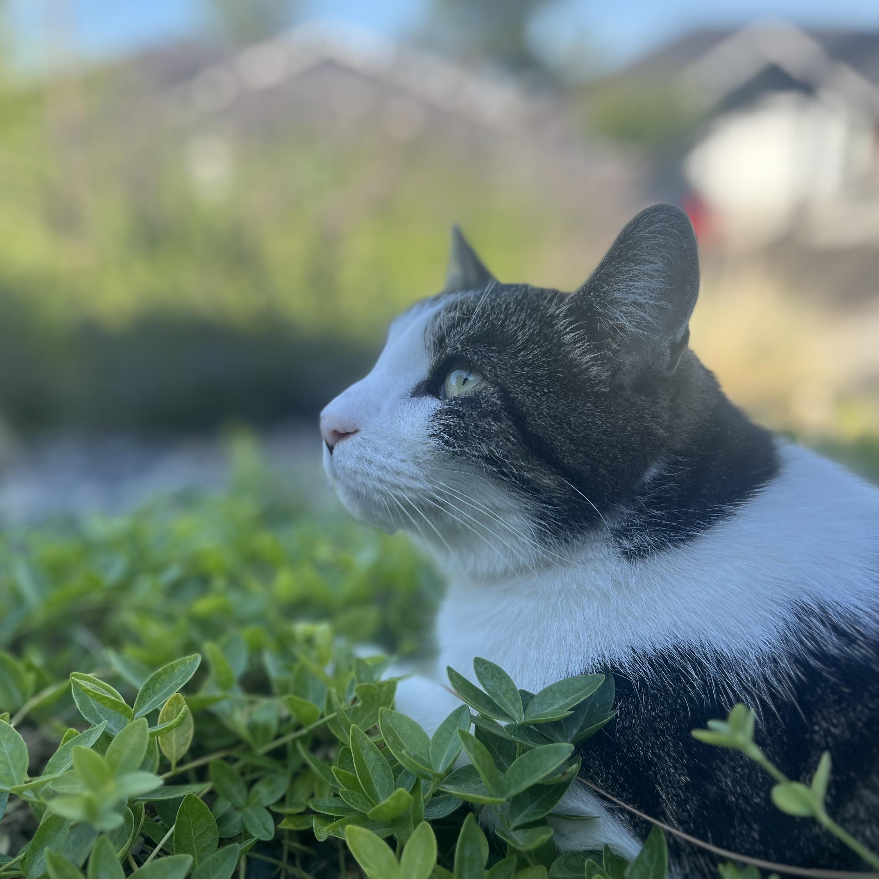 Thor, a Adoptable Domestic Short Hair in The dalles, OR image 5/5