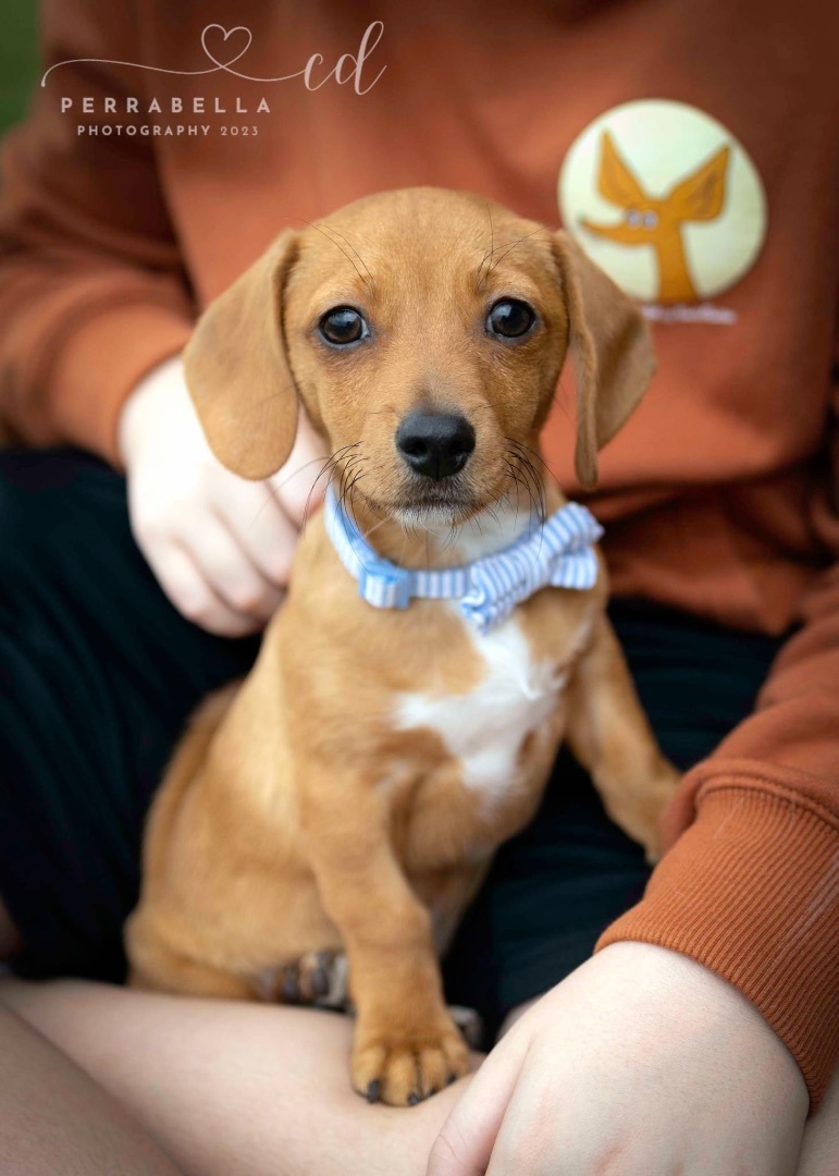 Elio, Baby Male Chiweenie