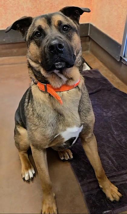 Enlarge Arrow, a ADOPTABLE Mixed Breed in Stanwood, WA image 2/3