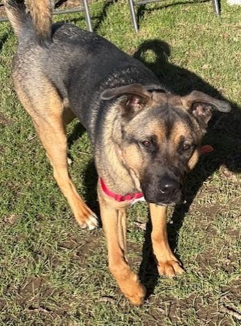 Enlarge Arrow, a ADOPTABLE Mixed Breed in Stanwood, WA image 3/3