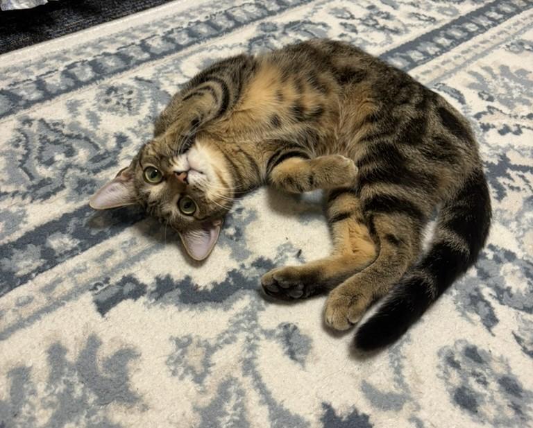 Princess, adopted, Young Female Domestic Short Hair.