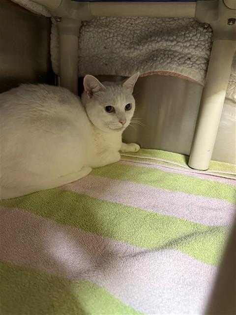 Enlarge PRINCESS, a Adoptable Domestic Short Hair in Alameda, CA image 1/1