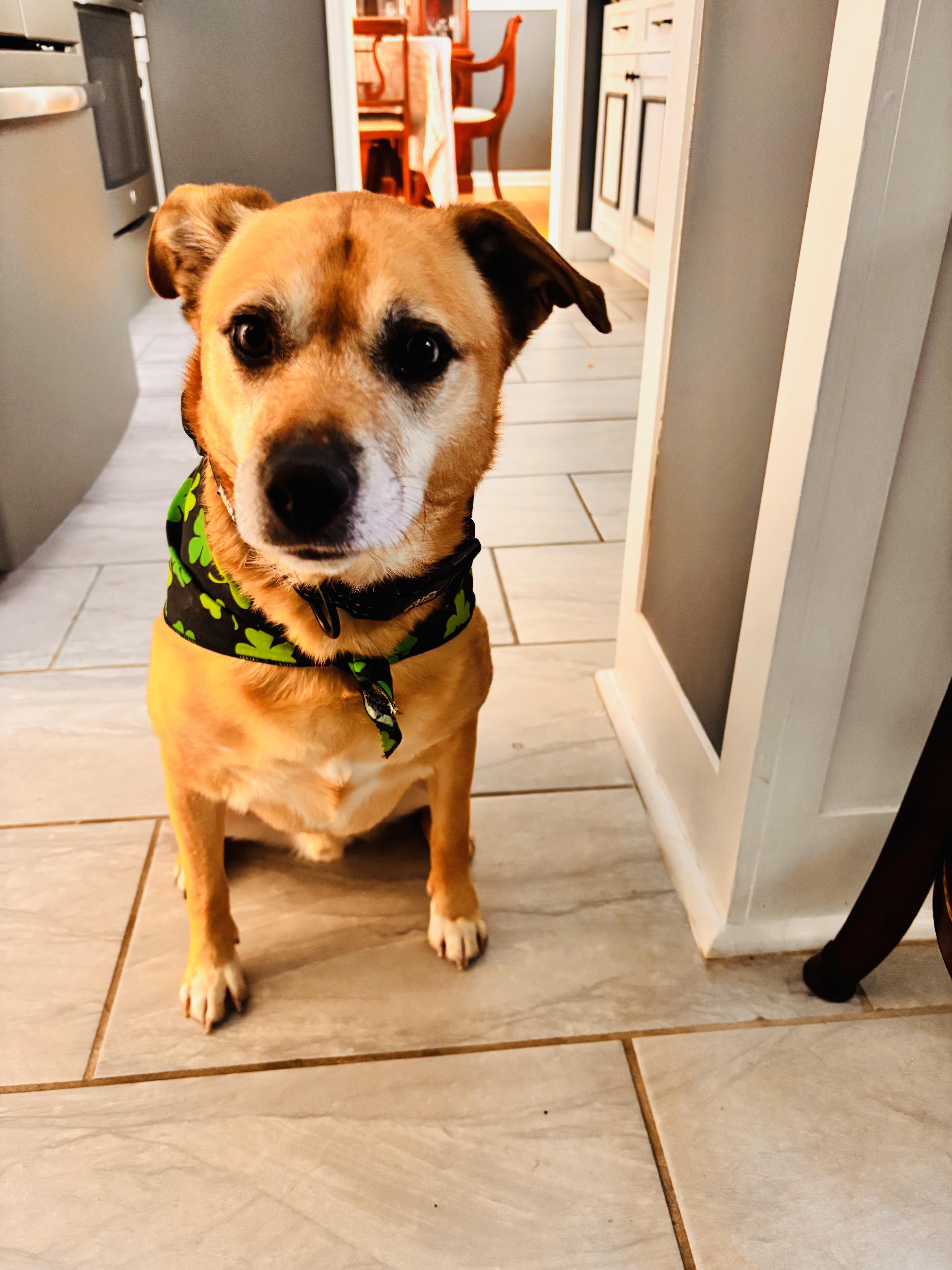 Enlarge Bruno, an adopted mixed breed in CHURCHVILLE, NY image 3/4