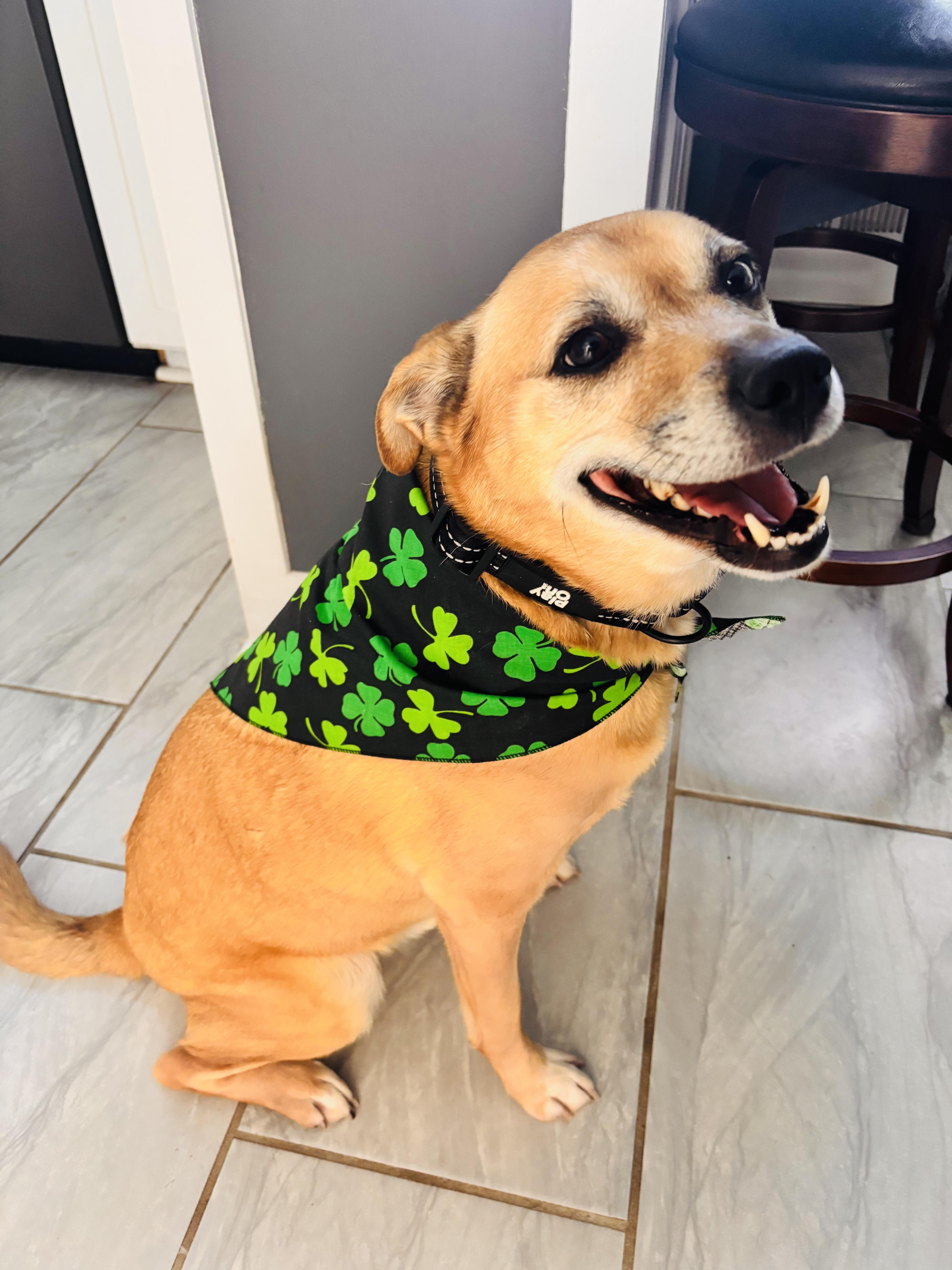 Enlarge Bruno, an adopted mixed breed in CHURCHVILLE, NY image 1/4