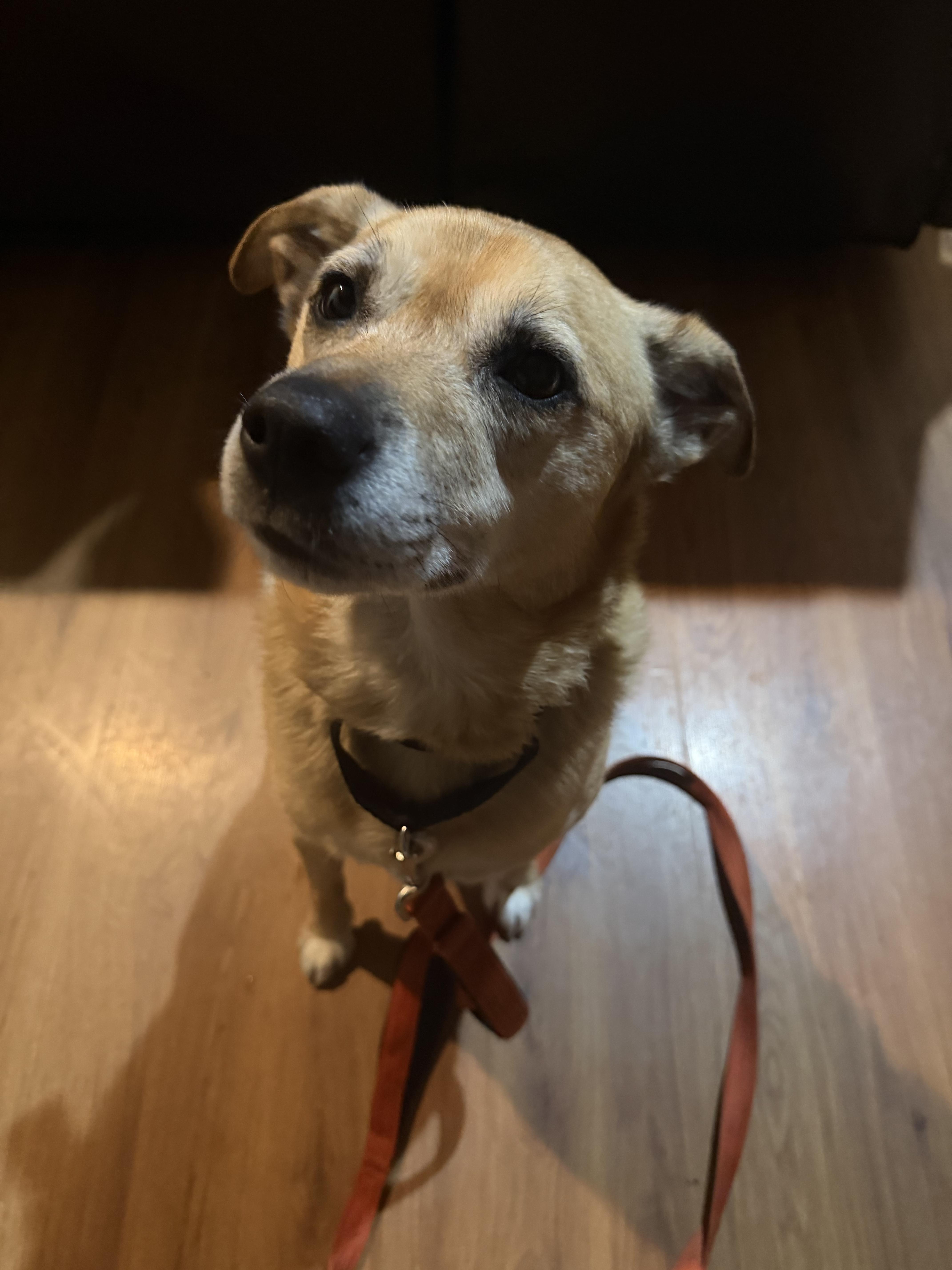 Enlarge Buddy, an adoptable mixed breed in CHURCHVILLE, NY image 3/3