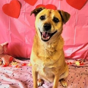 Bruno, ADOPTABLE, Adult Male Australian Shepherd & Black Mouth Cur.