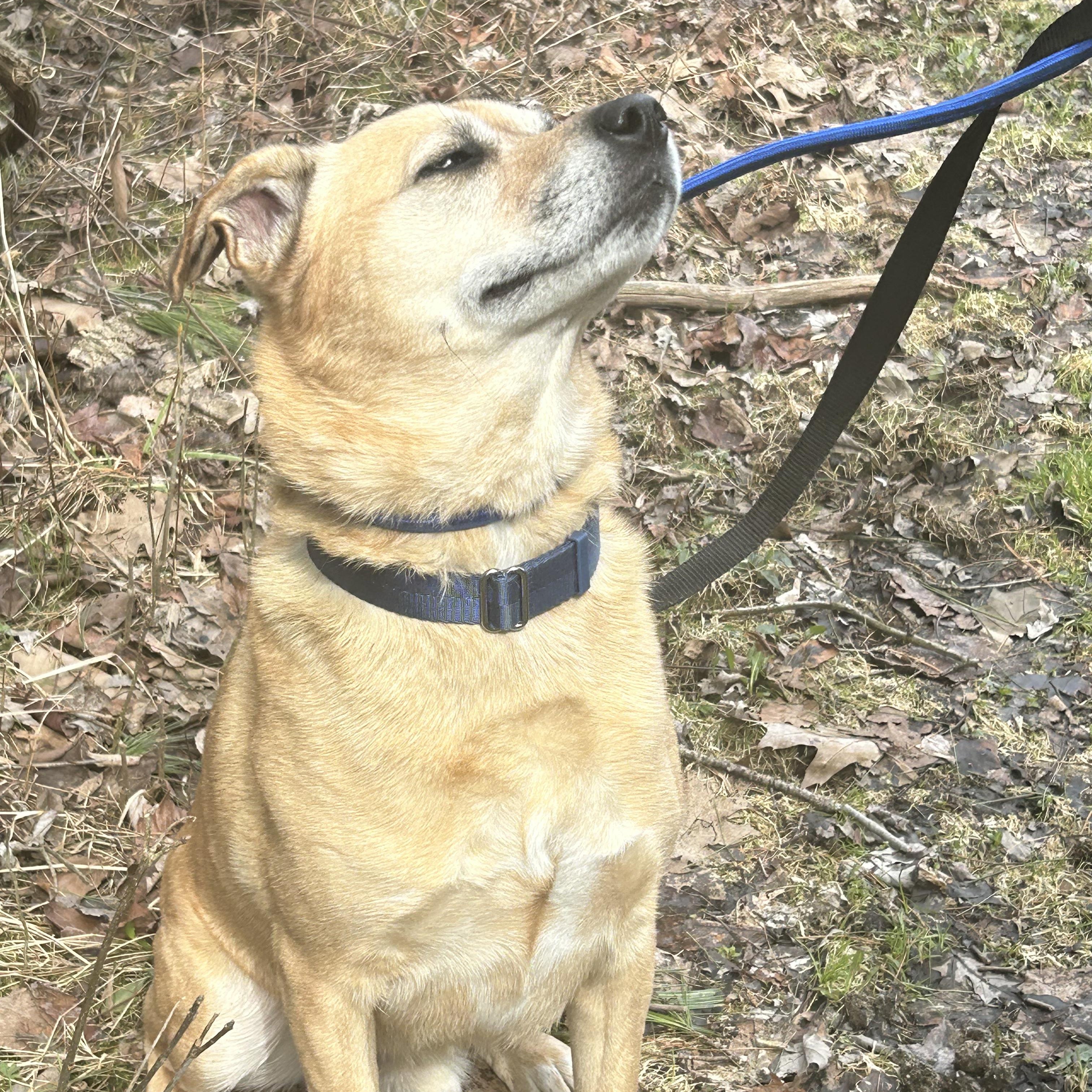 Enlarge Buddy, an adoptable mixed breed in CHURCHVILLE, NY image 1/3