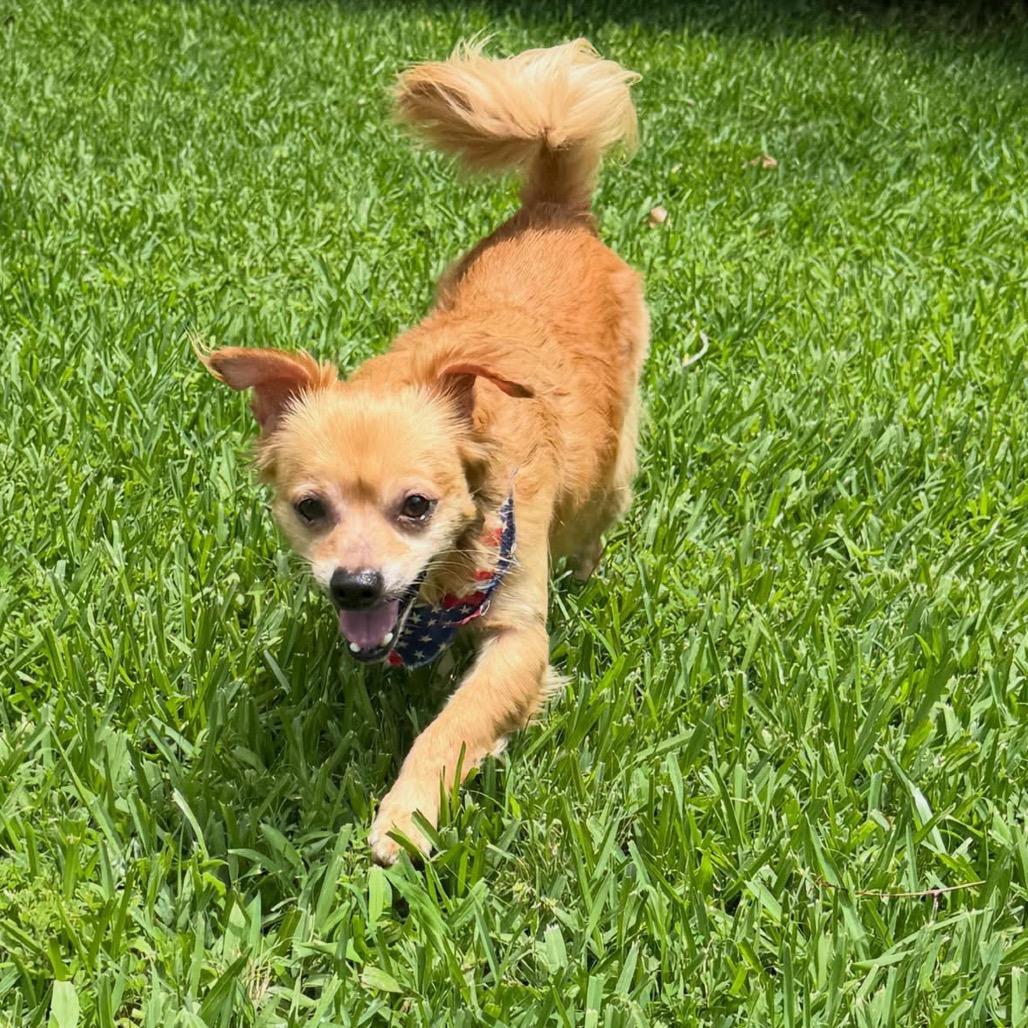 Mr Chiyagi, Adoptable, Adult Male Chihuahua.