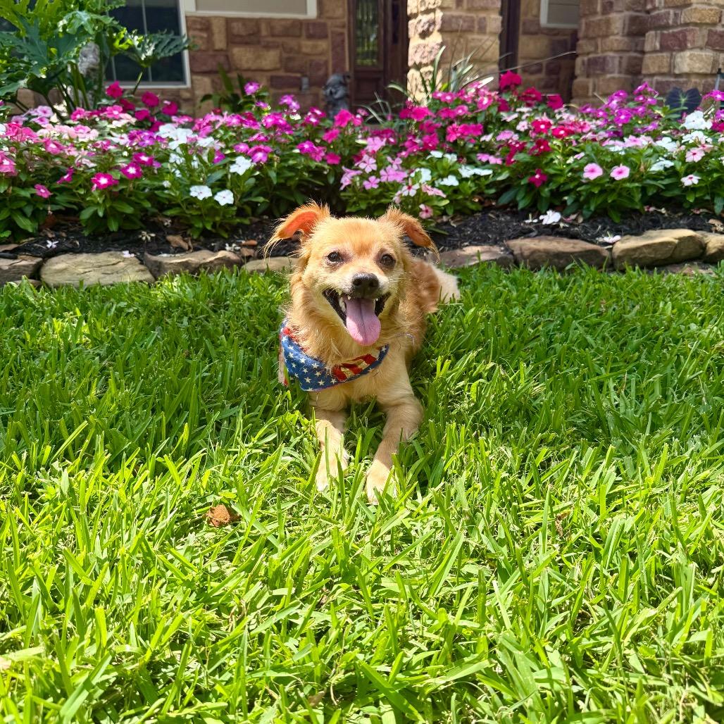 Mr Chiyagi, a Adoptable Chihuahua in Montgomery, TX image 2/4