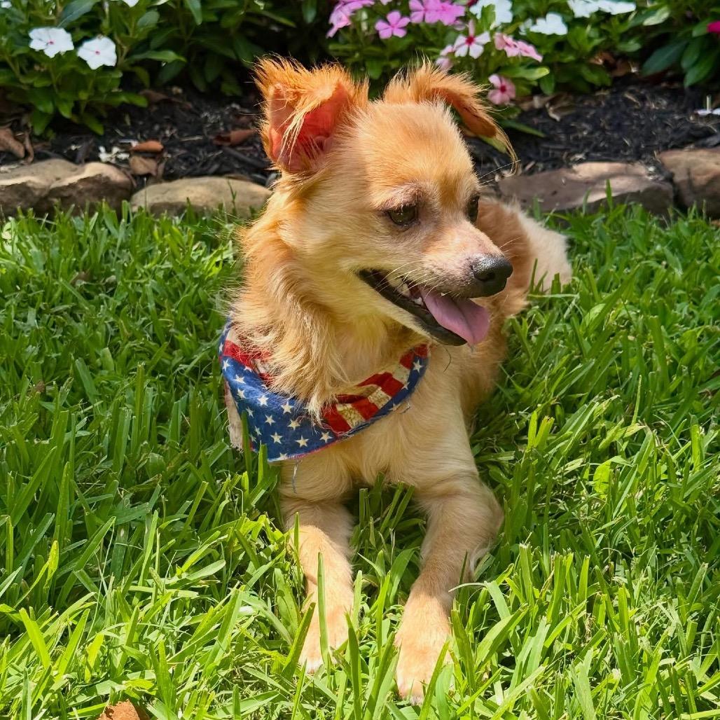 Mr Chiyagi, a Adoptable Chihuahua in Montgomery, TX image 3/4