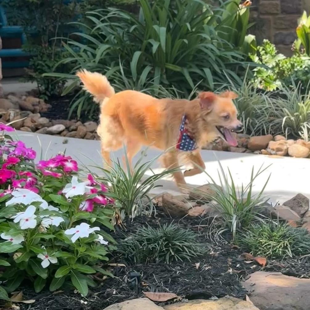 Mr Chiyagi, a Adoptable Chihuahua in Montgomery, TX image 4/4