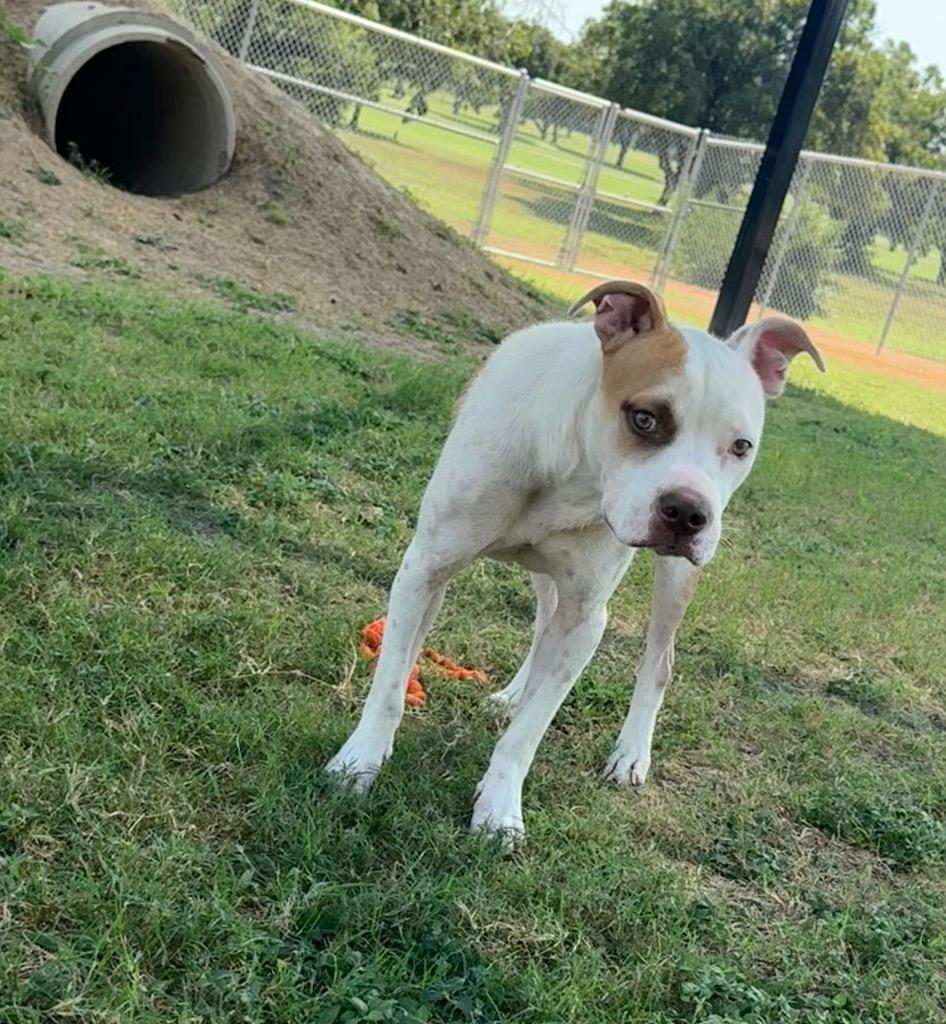 Marcos, Adoptable, Young Male Pit Bull Terrier.