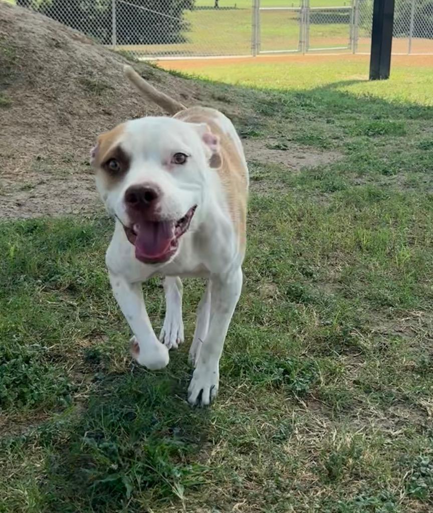 Enlarge Marcos, a Adoptable mixed breed in Seguin, TX image 2/3