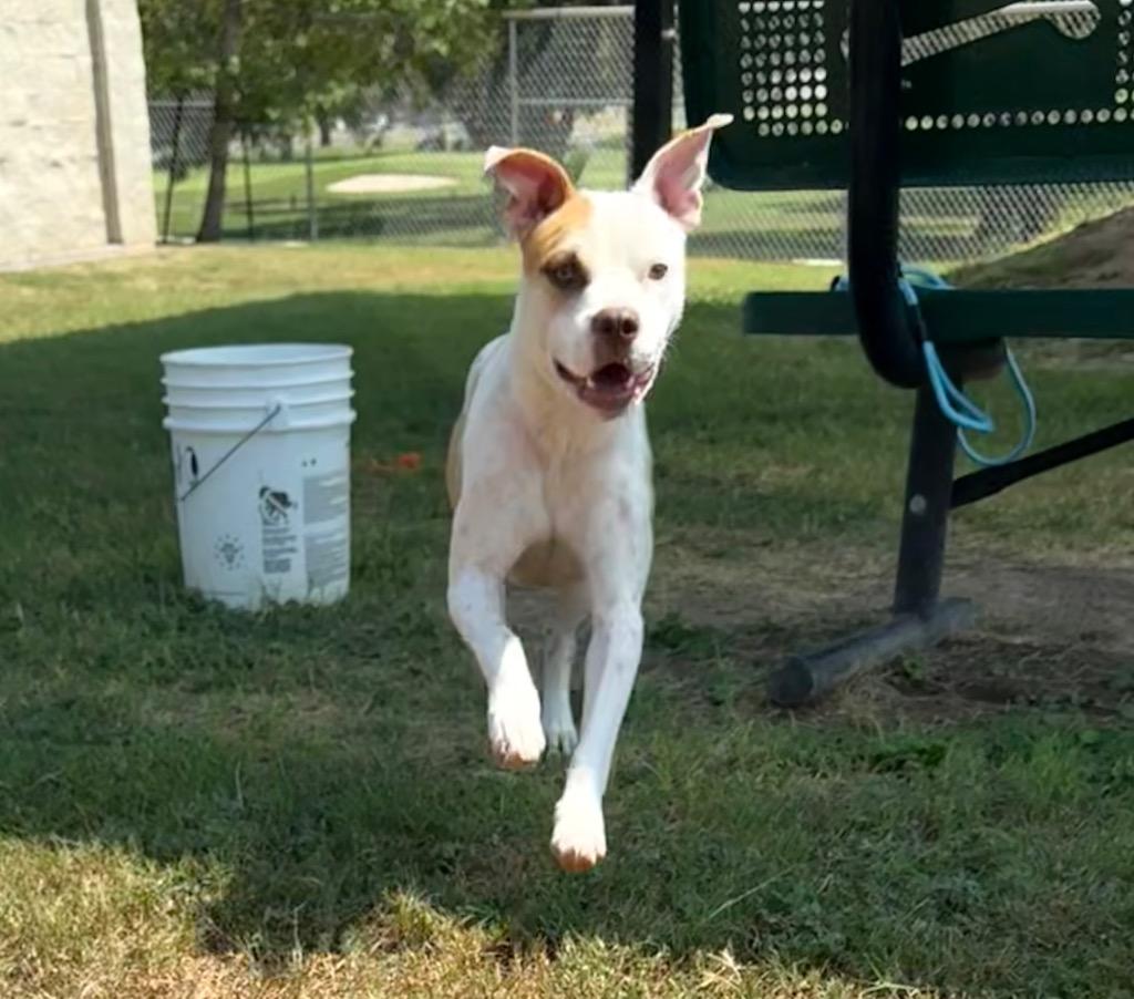 Enlarge Marcos, a Adoptable mixed breed in Seguin, TX image 3/3