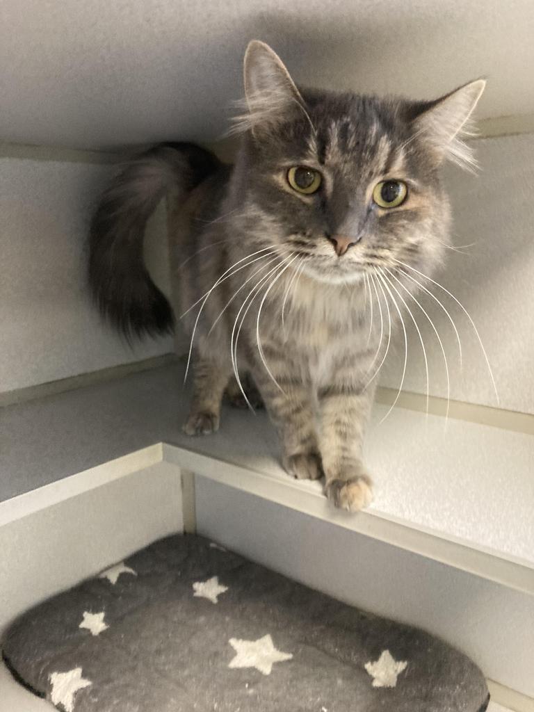 Lottie, ADOPTABLE, Adult Female Dilute Calico.