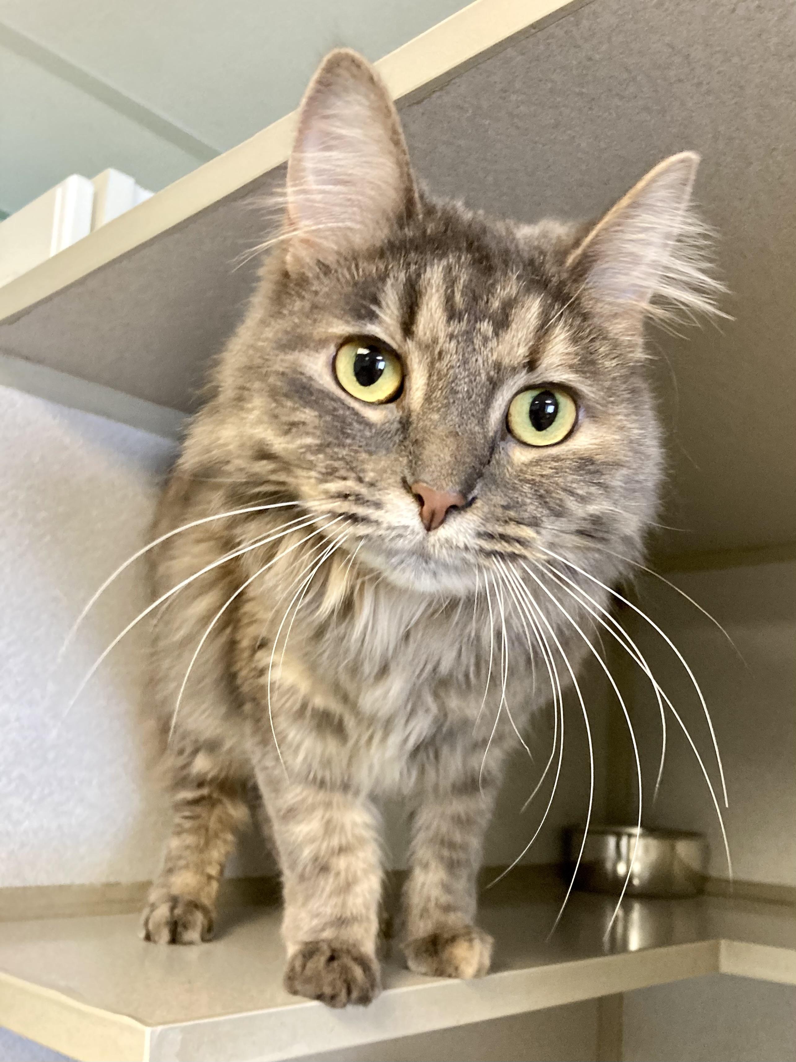 Lottie, ADOPTABLE, Adult Female Dilute Calico.